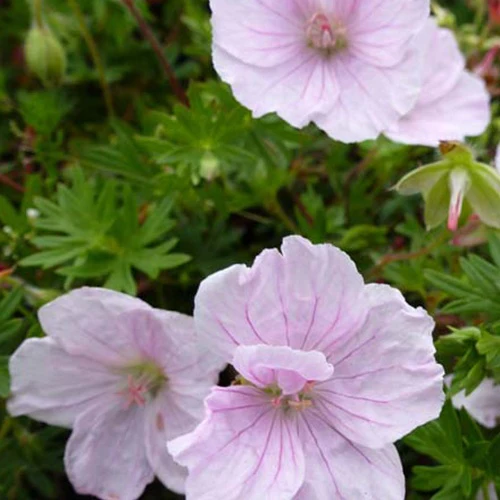 Géranium vivace sanguin Apfelblüte