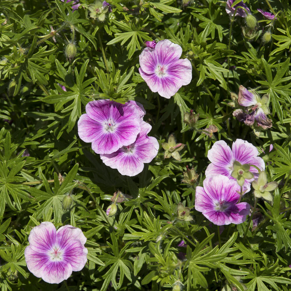 Géranium vivace sanguin Elke - Image 2