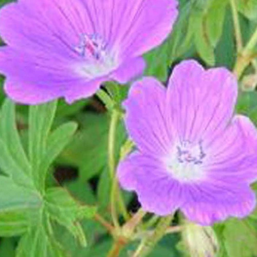 Géranium vivace sanguin Elsbeth