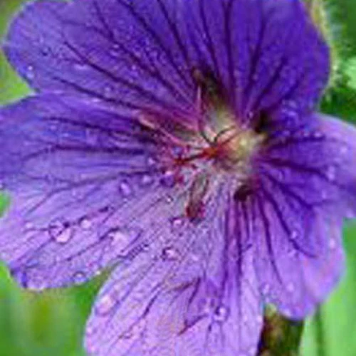 Géranium vivace sanguin Shooting Star