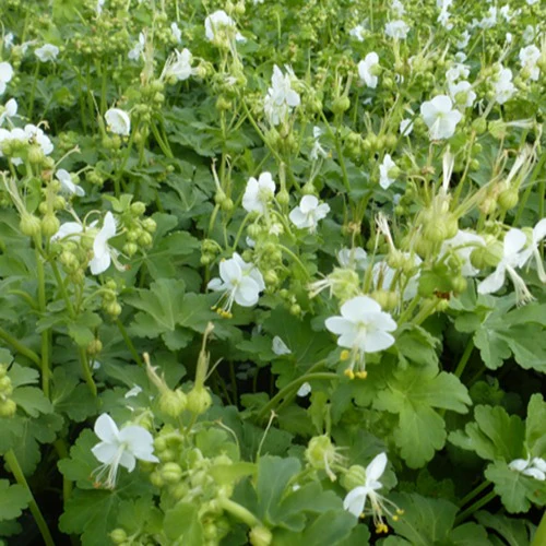 Geranium vivace White Ness