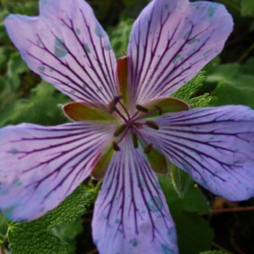 Géranium vivace Zetterlund