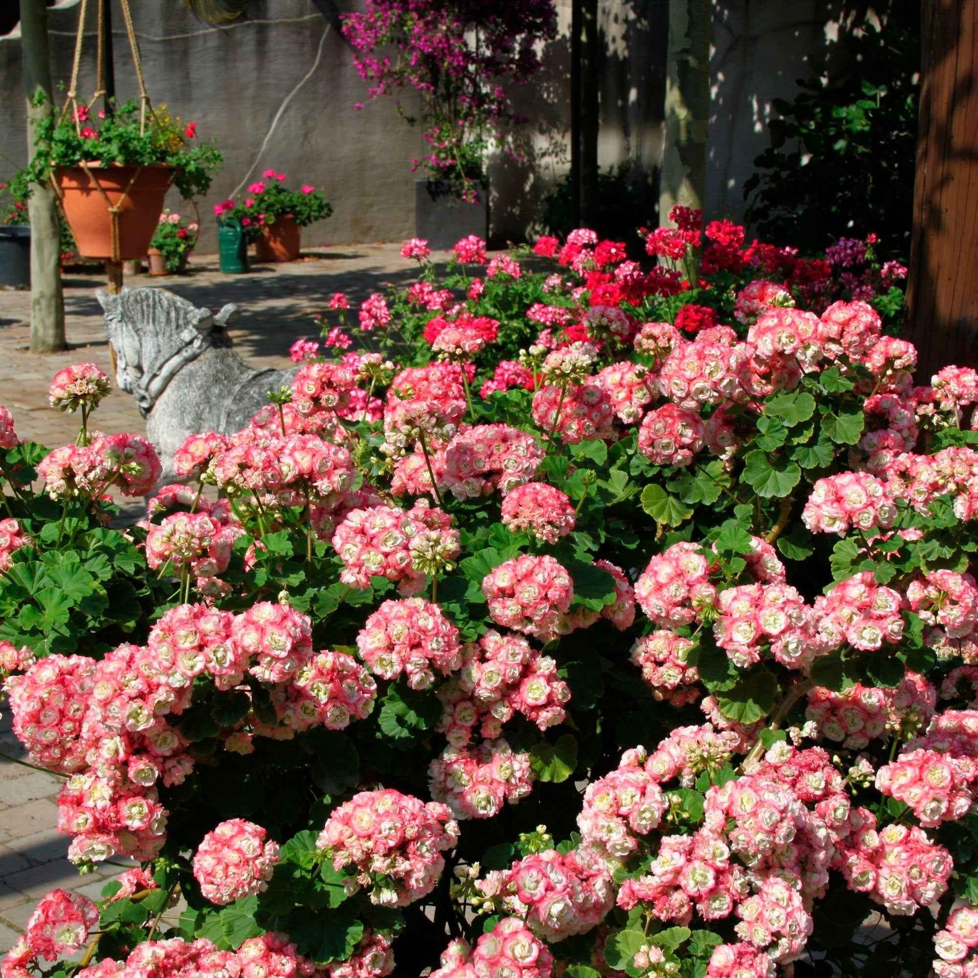 3 Géraniums rose abricot