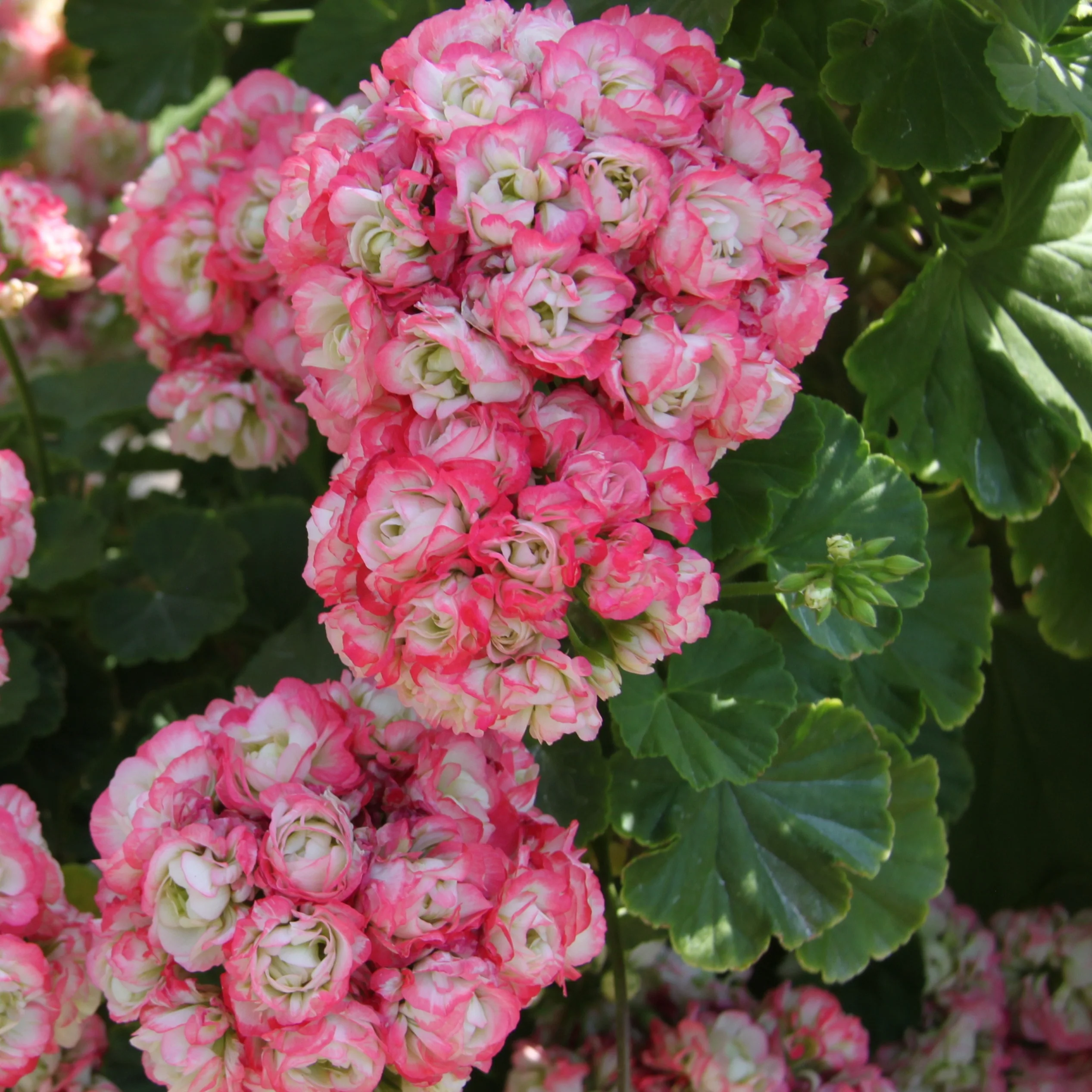 3 Géraniums rose abricot - Image 2