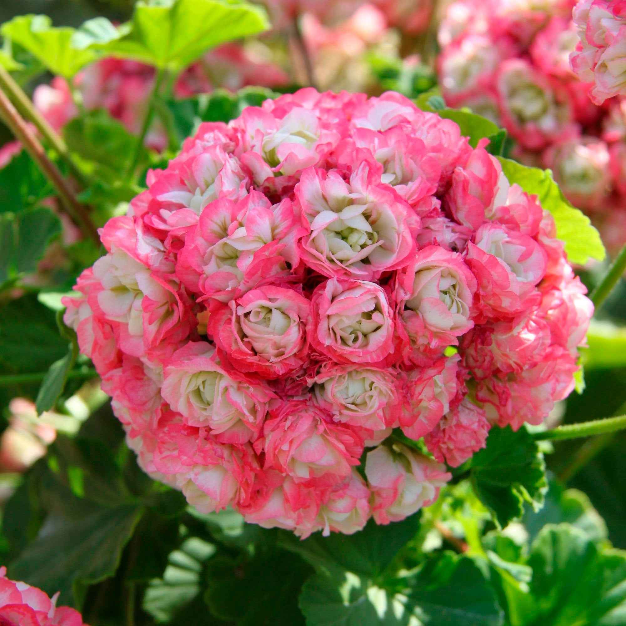 3 Géraniums rose abricot - Image 3