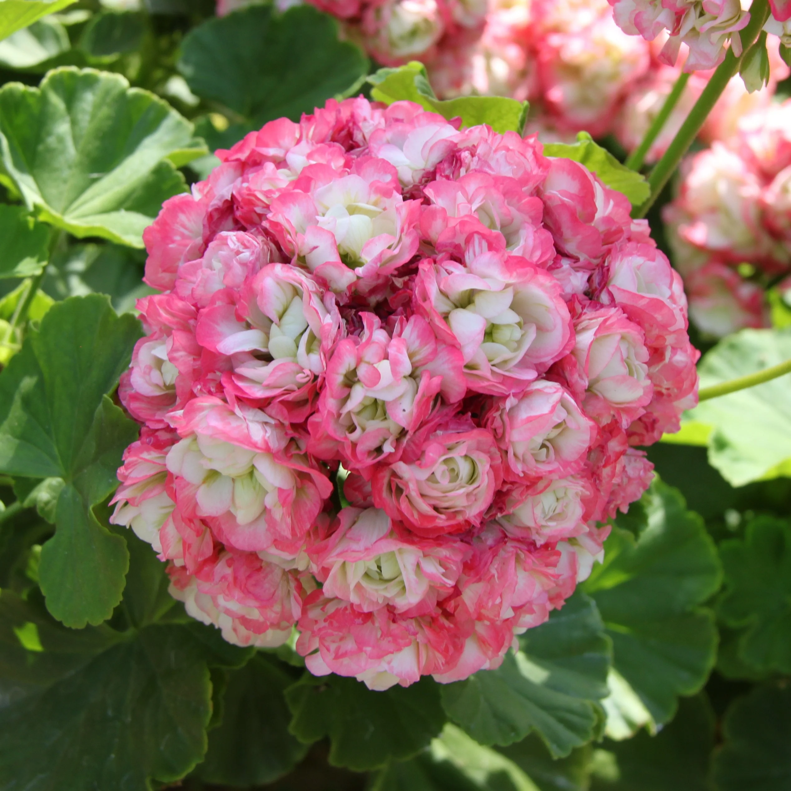 3 Géraniums rose abricot - Image 4