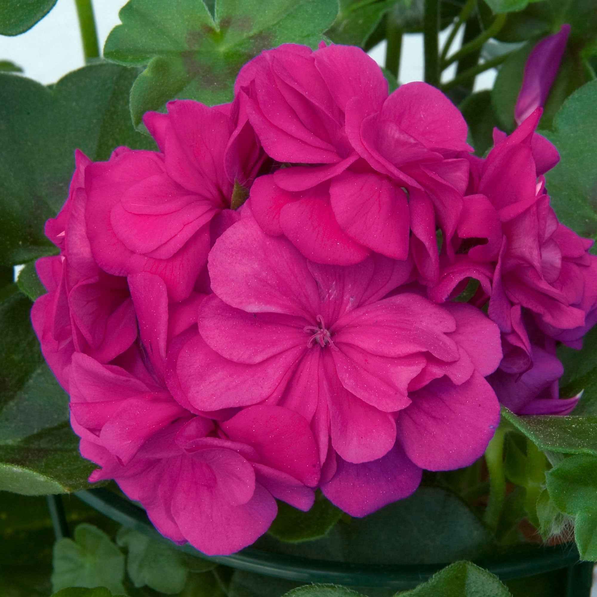 Géranium zonale 'Dark Lilac' - Image 3