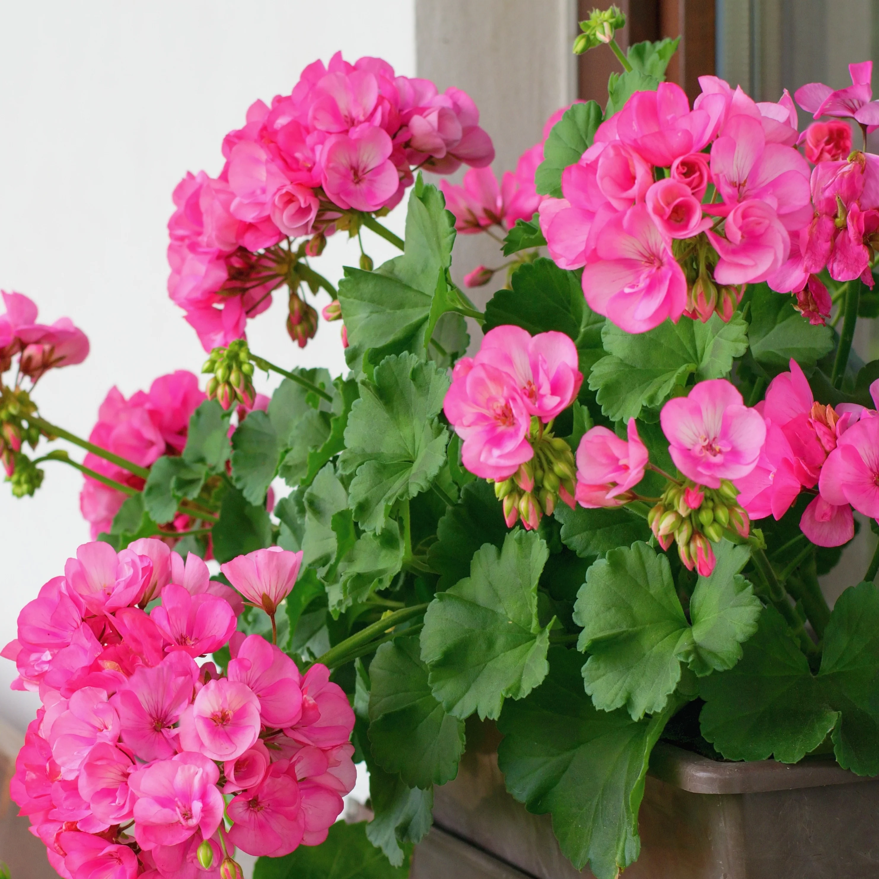 Géranium zonale rose - Image 3