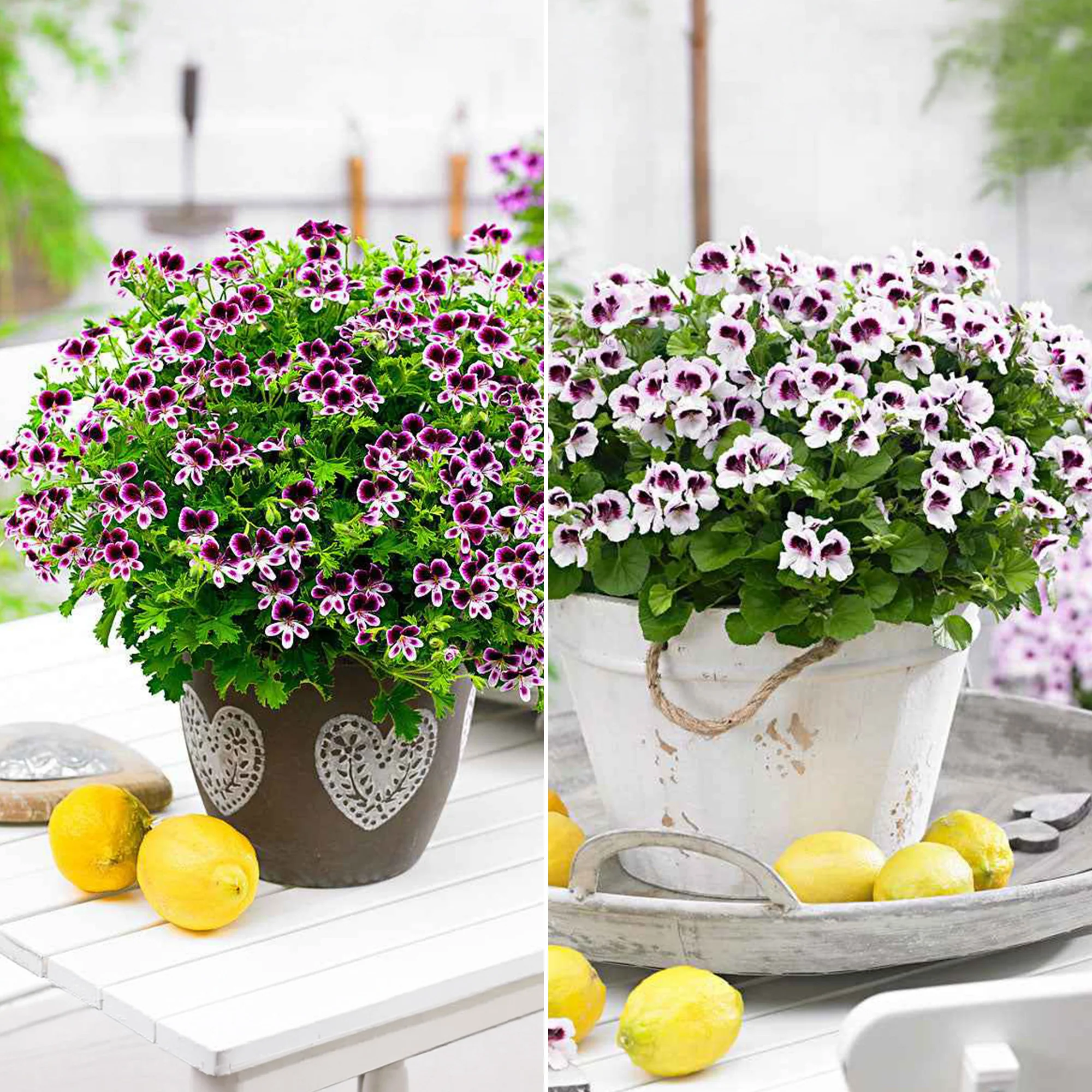 Mélange de 6 plantes : Pelargonium odorant Mosquitaway Lizzy et Eva