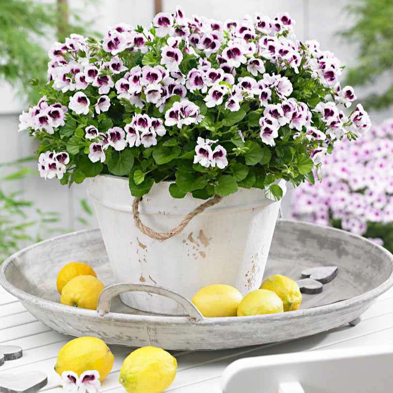 Mélange de 6 plantes : Pelargonium odorant Mosquitaway Lizzy et Eva - Image 3