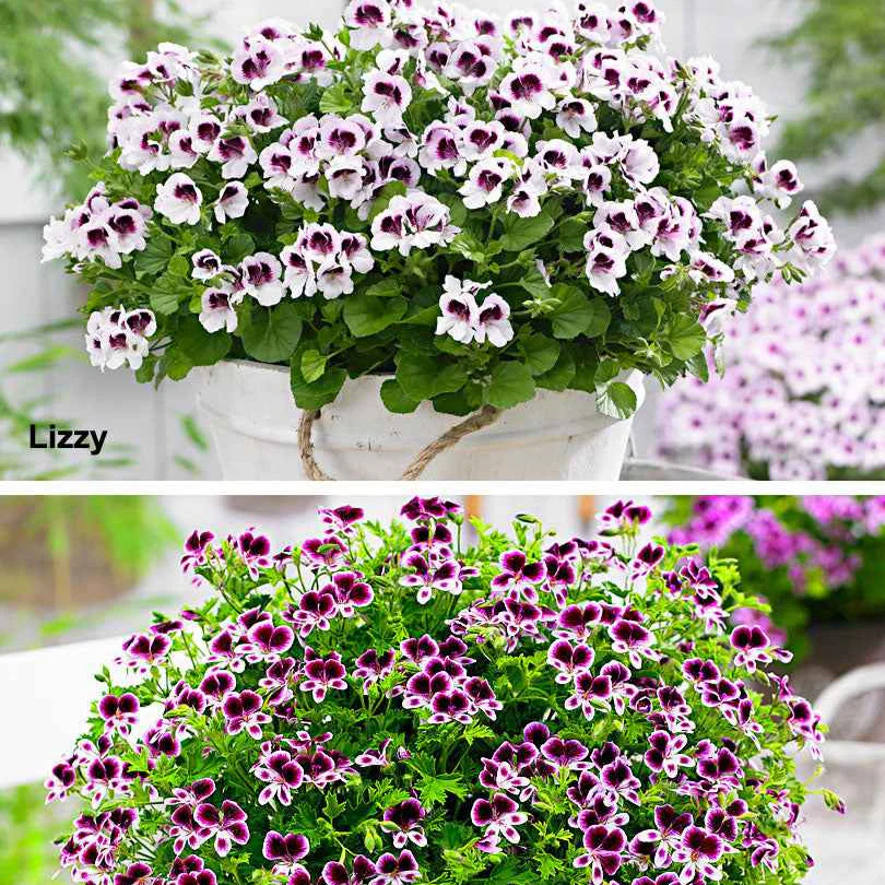 Mélange de 6 plantes : Pelargonium odorant Mosquitaway Lizzy et Eva - Image 4
