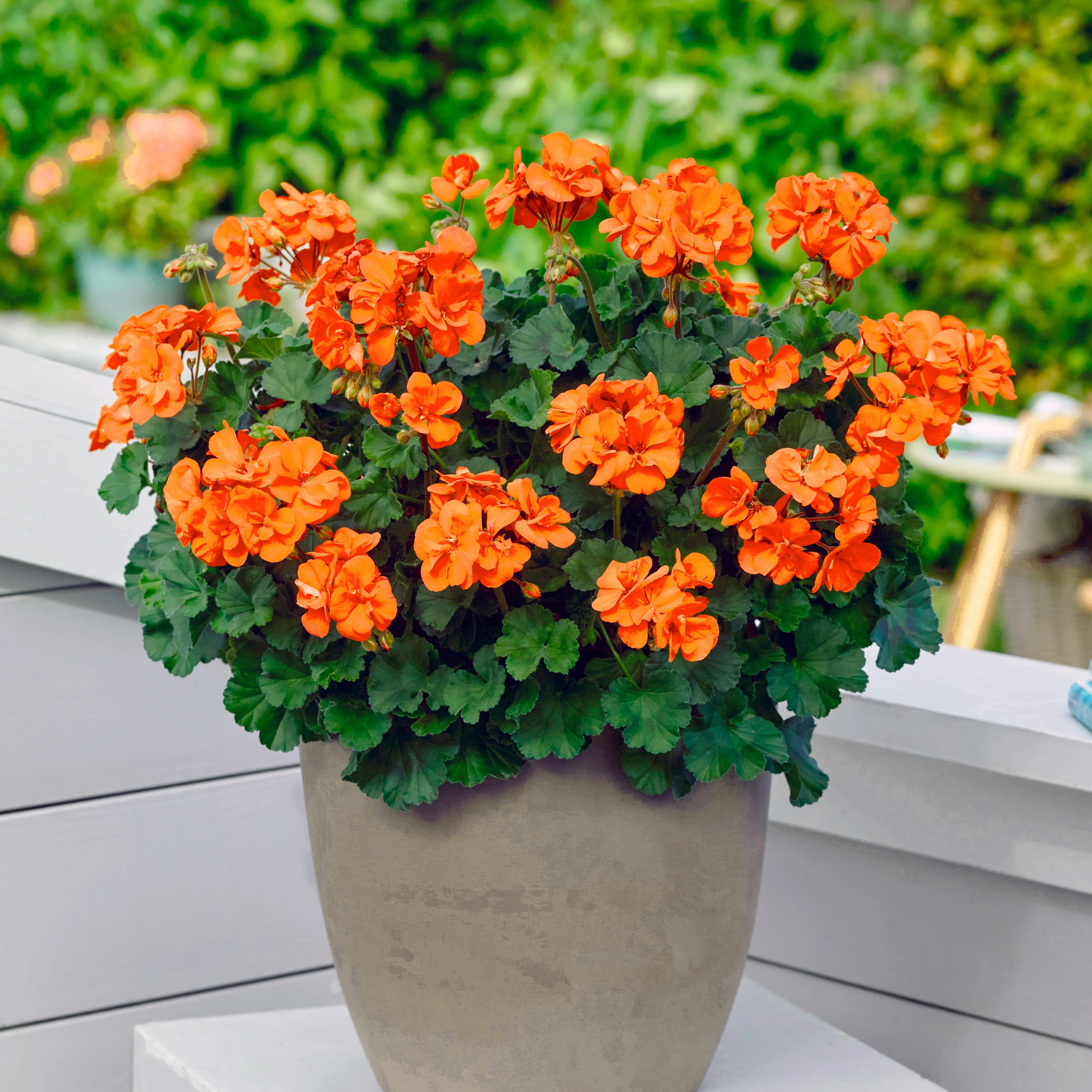 Géraniums orange