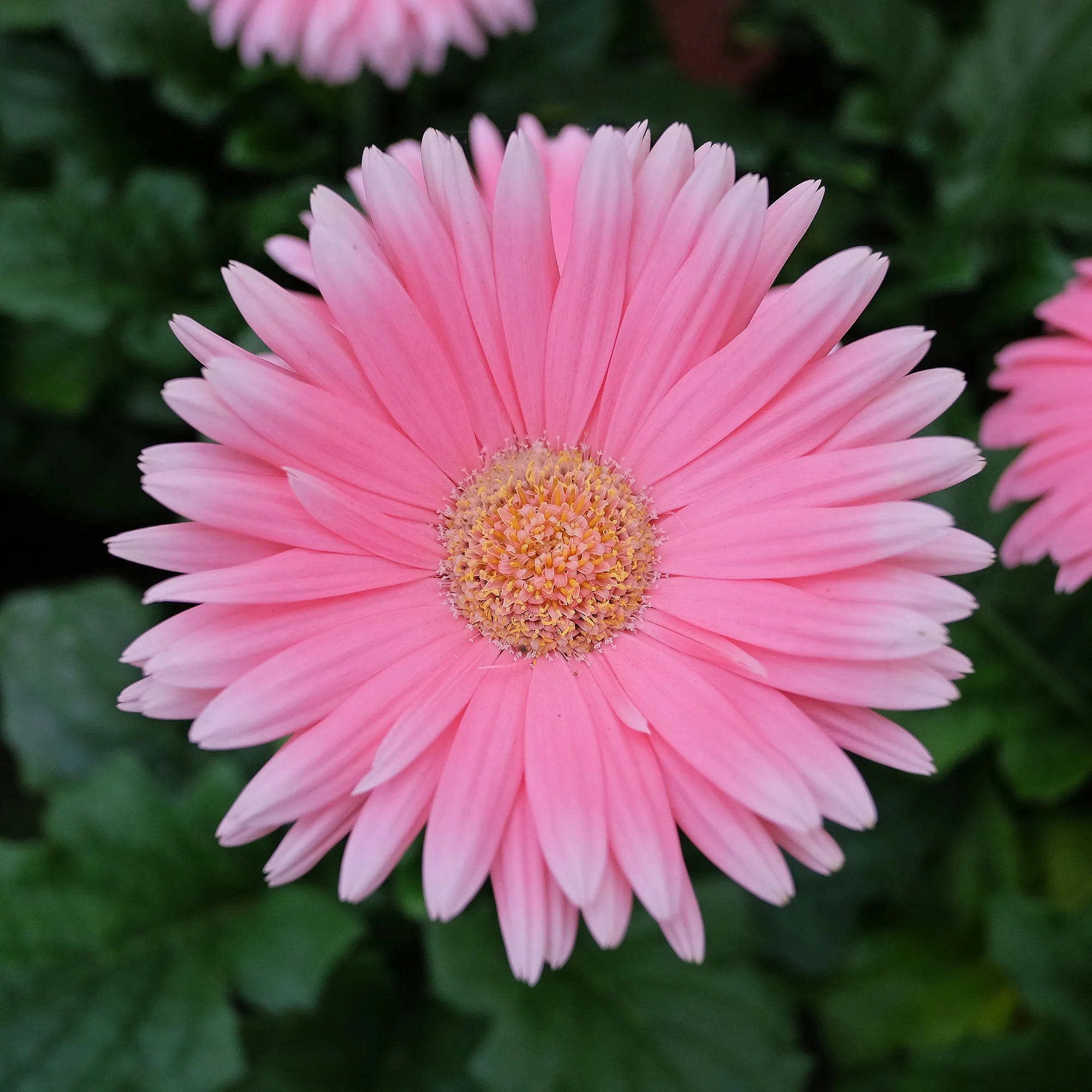 Gerbera rose