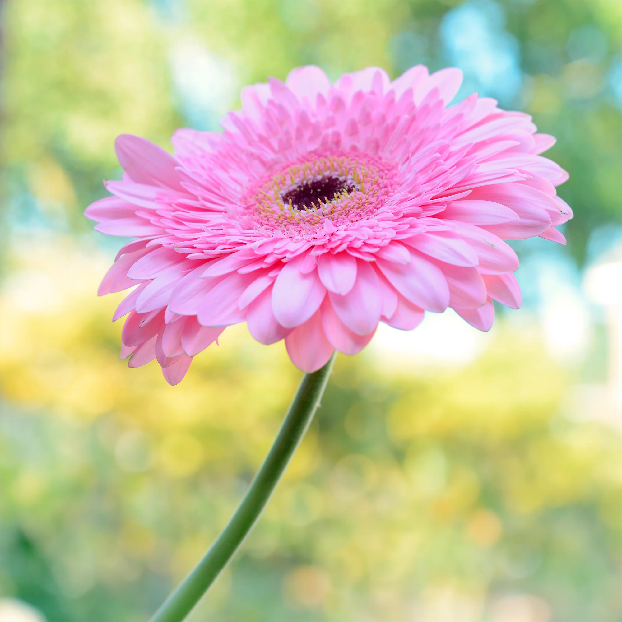 Gerbera rose - Image 2