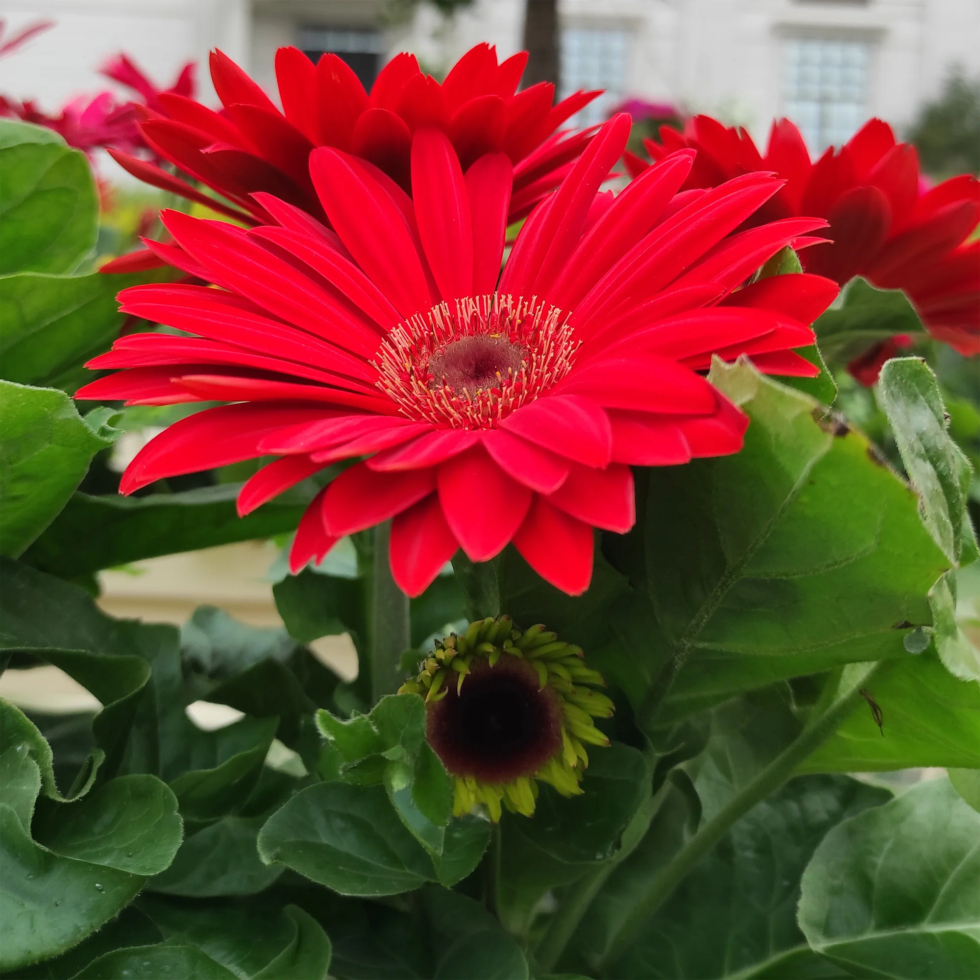 Gerbera rouge