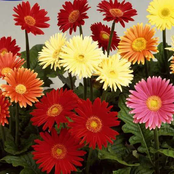 Gerberas à grandes fleurs Australian Giants en mélange