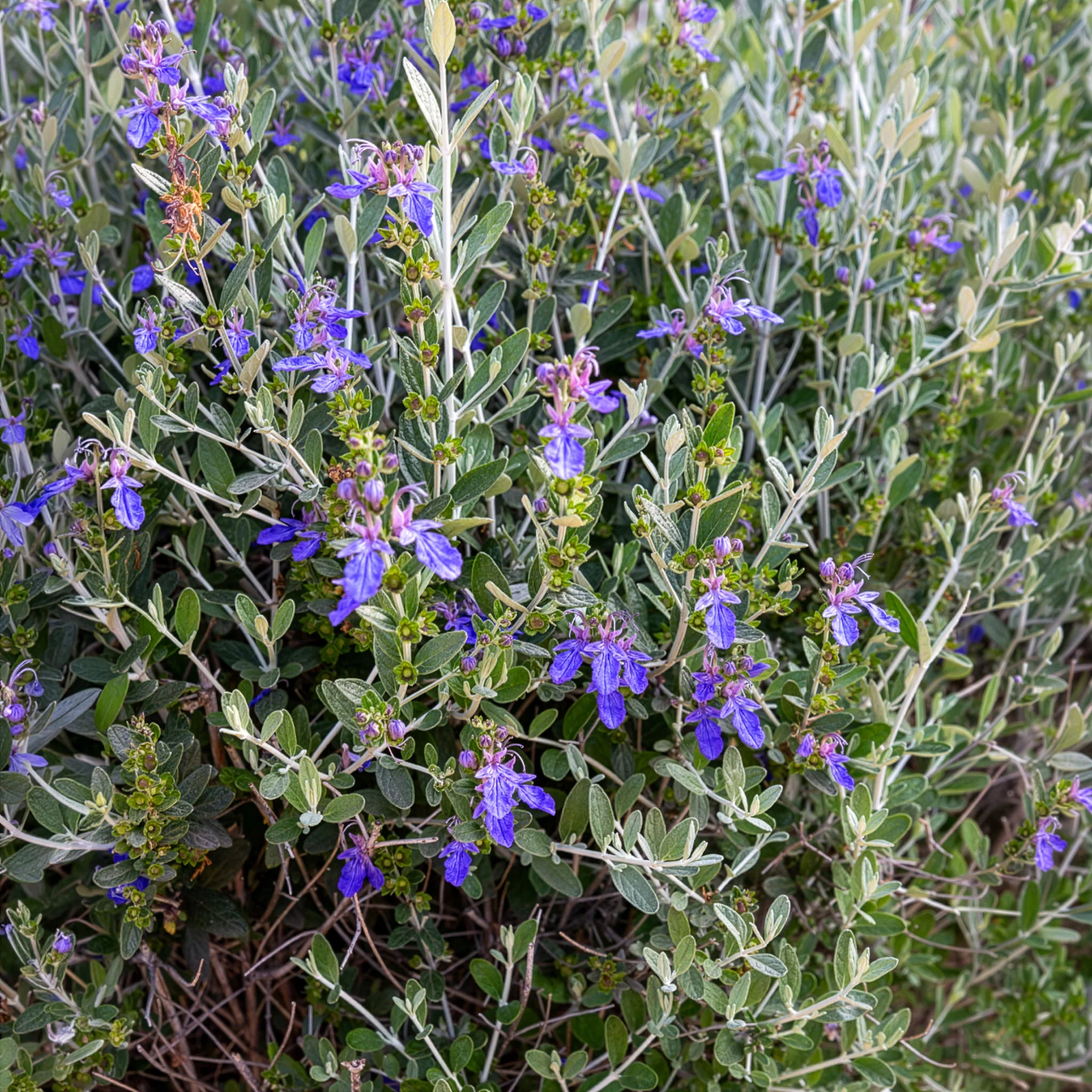 Germandrée arbustive Azureum