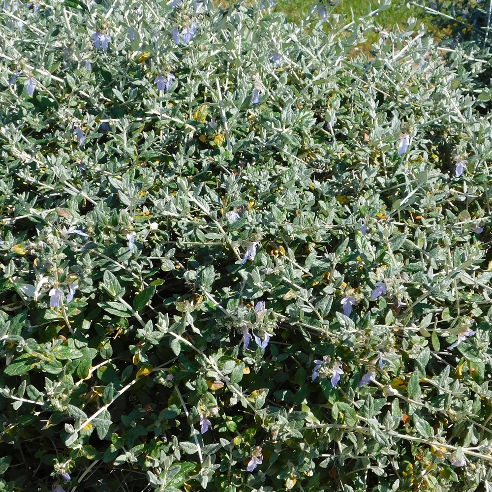 Germandrée arbustive Azureum - Image 2