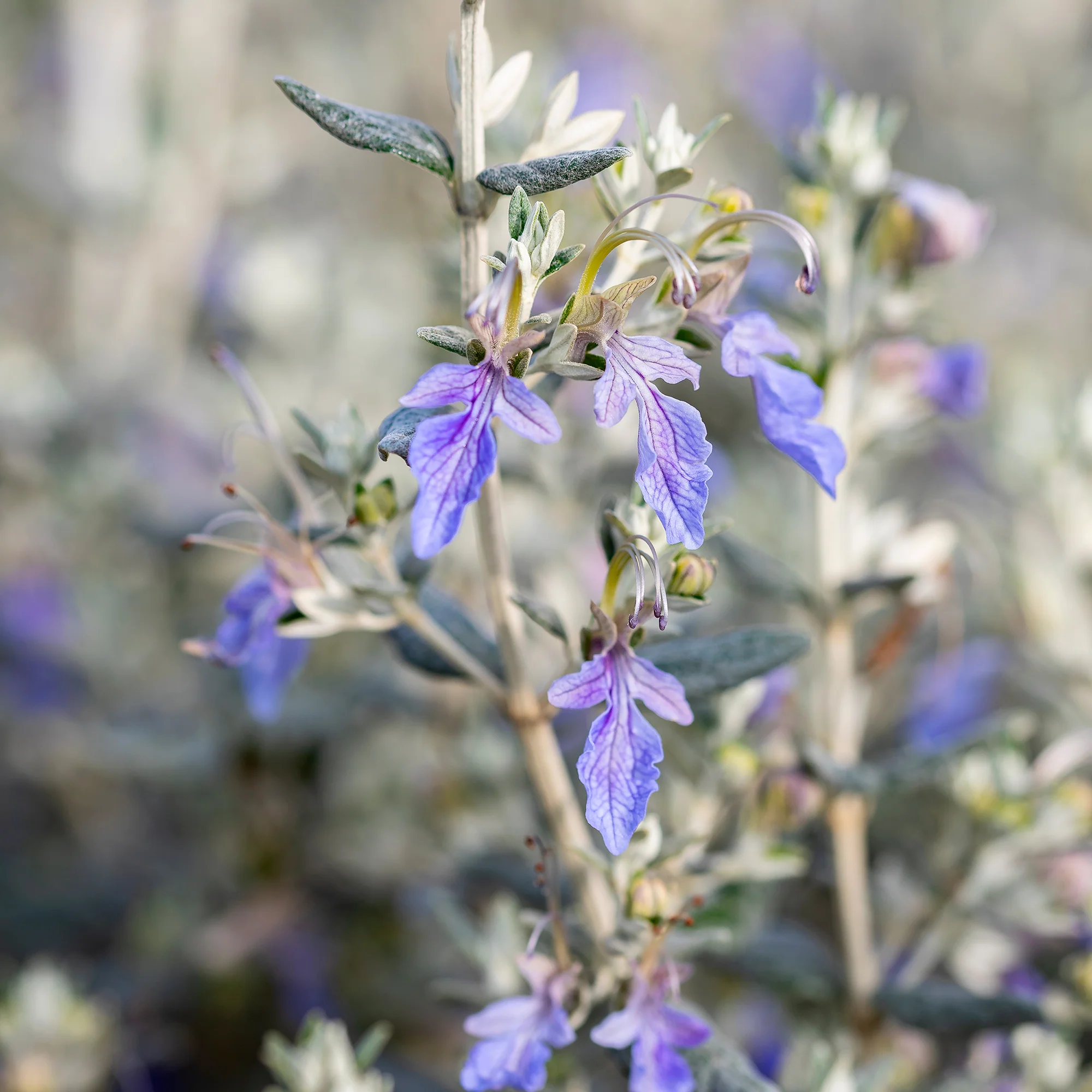 Germandrée arbustive Azureum - Image 3