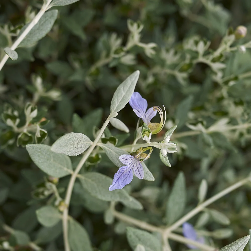 Germandrée arbustive Azureum - Image 4