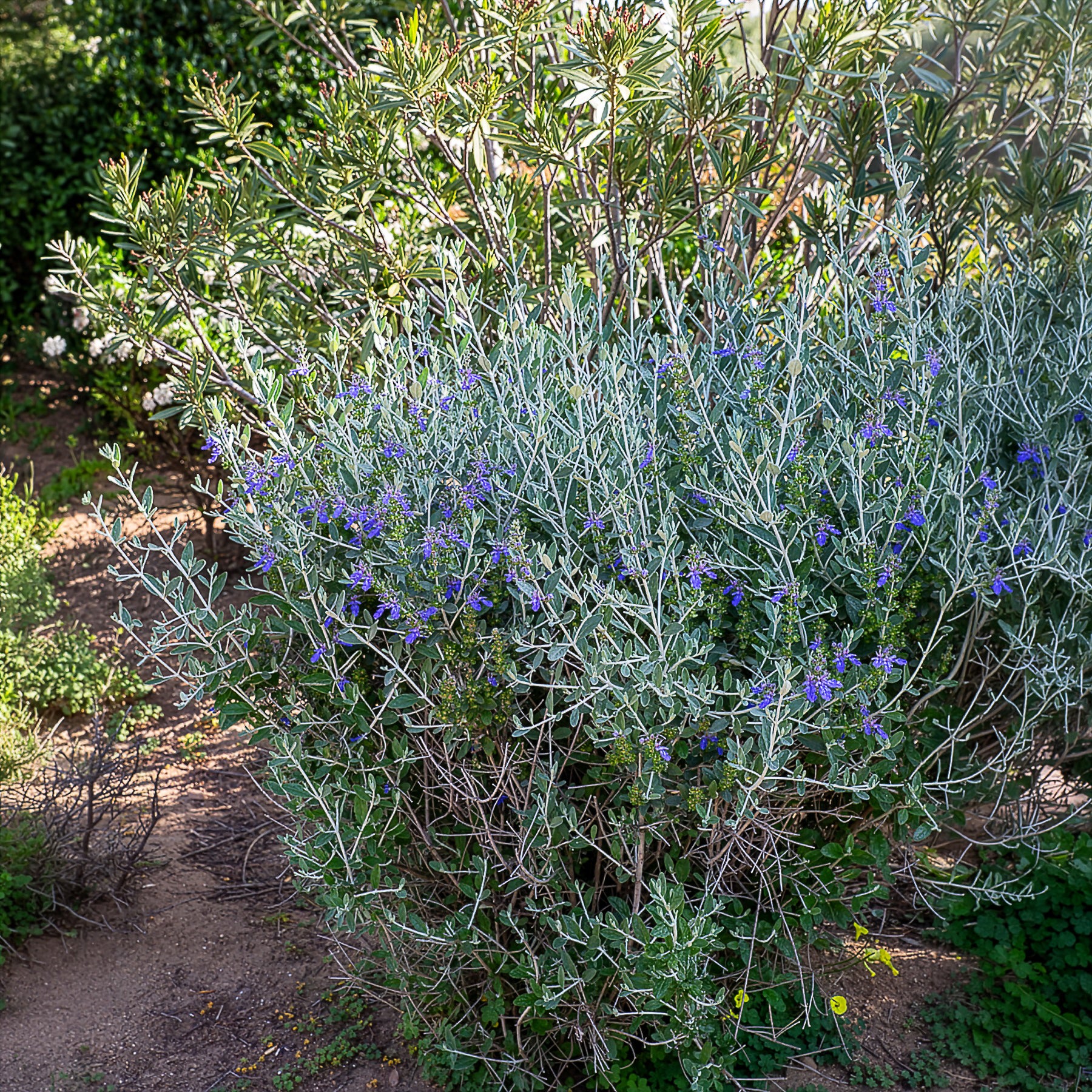 Germandrée arbustive Azureum - Image 5
