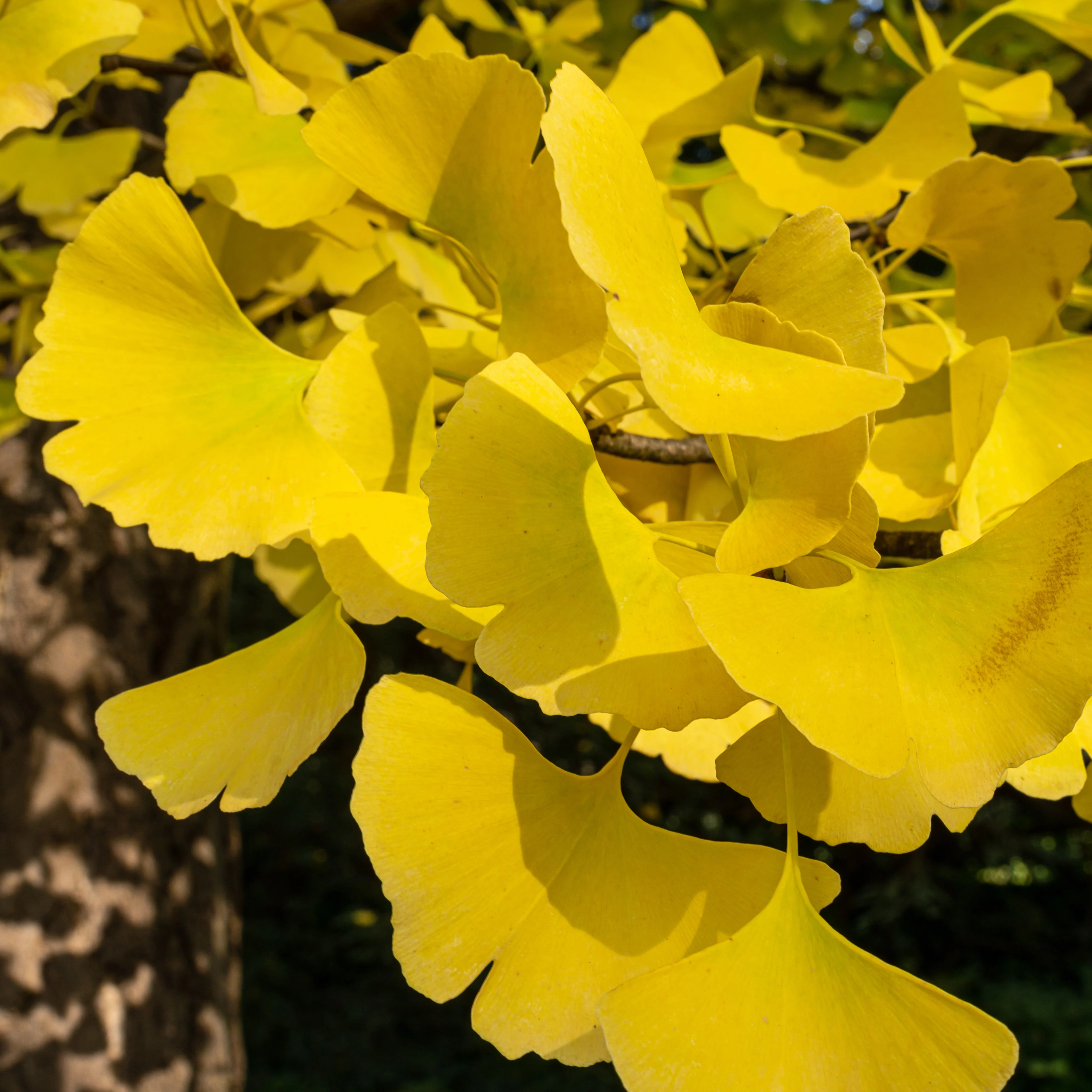 Ginkgo biloba Blagon - Arbre aux 40 écus - Image 2
