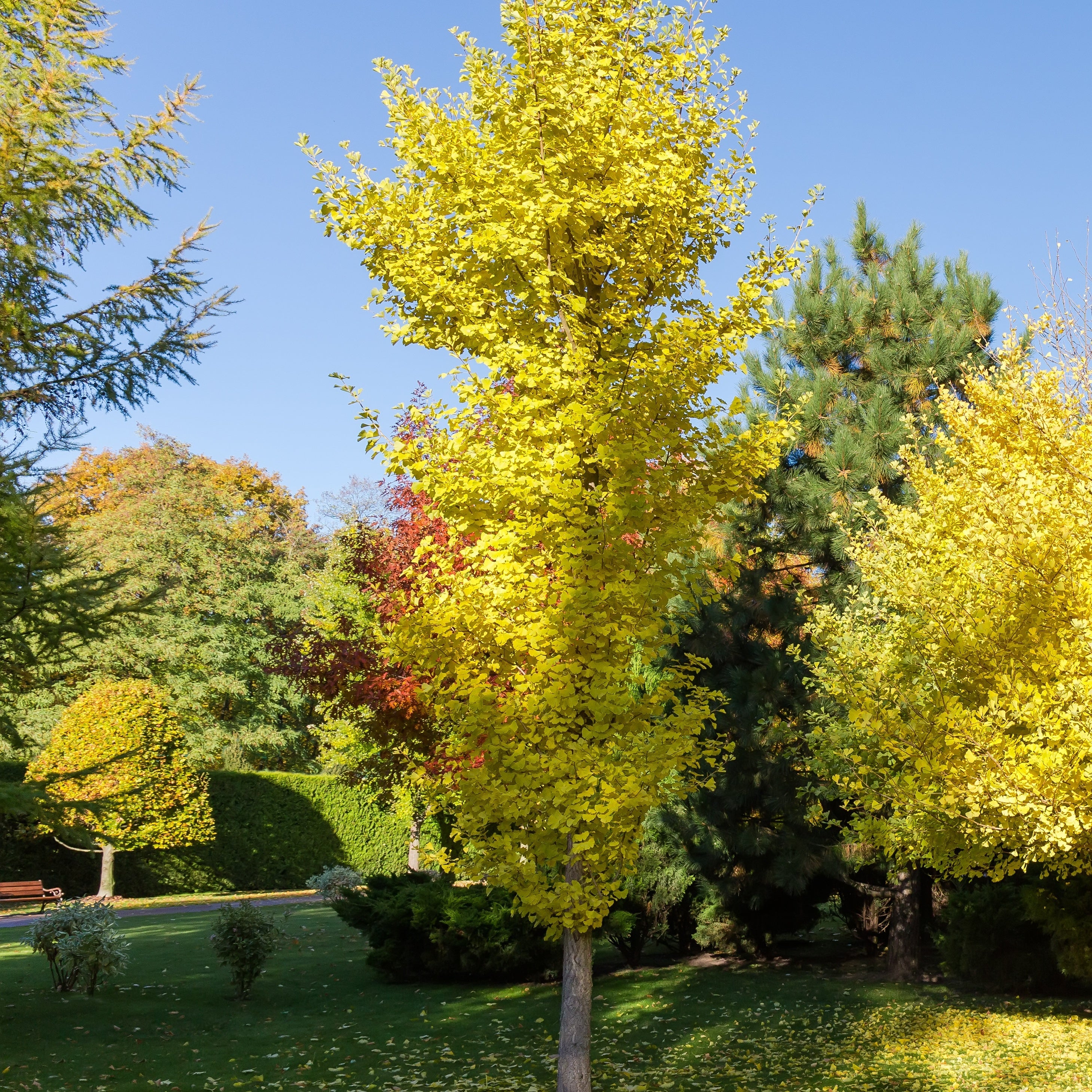 Ginkgo biloba Blagon - Arbre aux 40 écus - Image 3