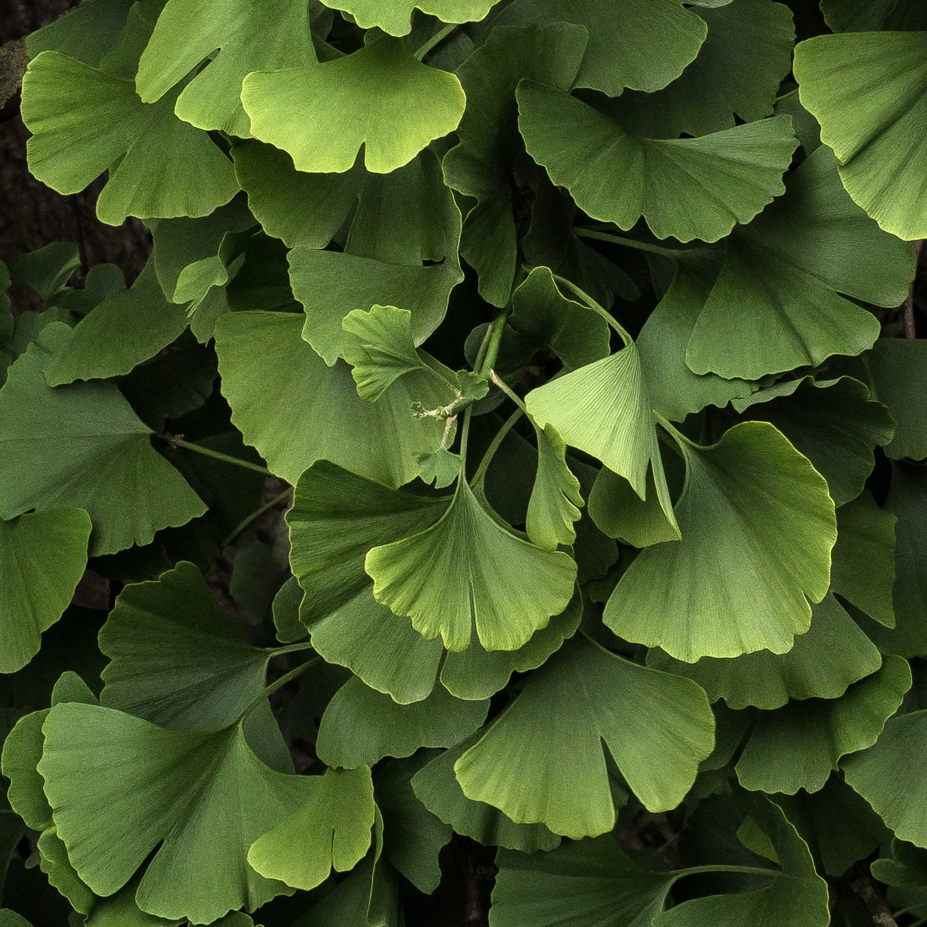 Ginkgo biloba Blagon - Arbre aux 40 écus - Image 4