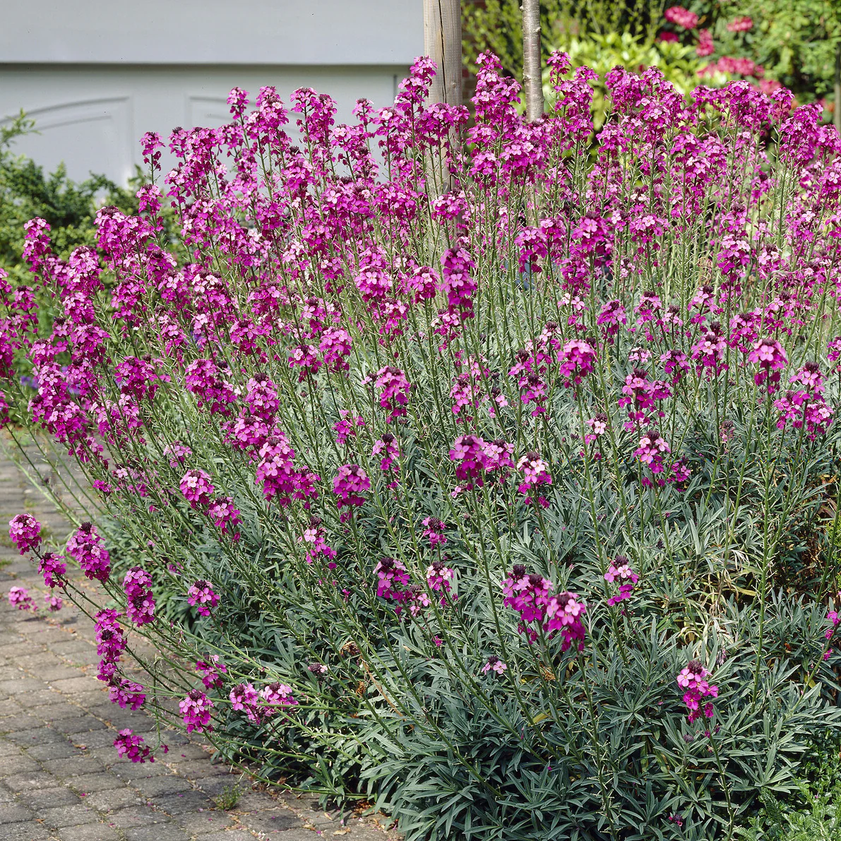 Giroflée arbustive 'Bowles Mauve'