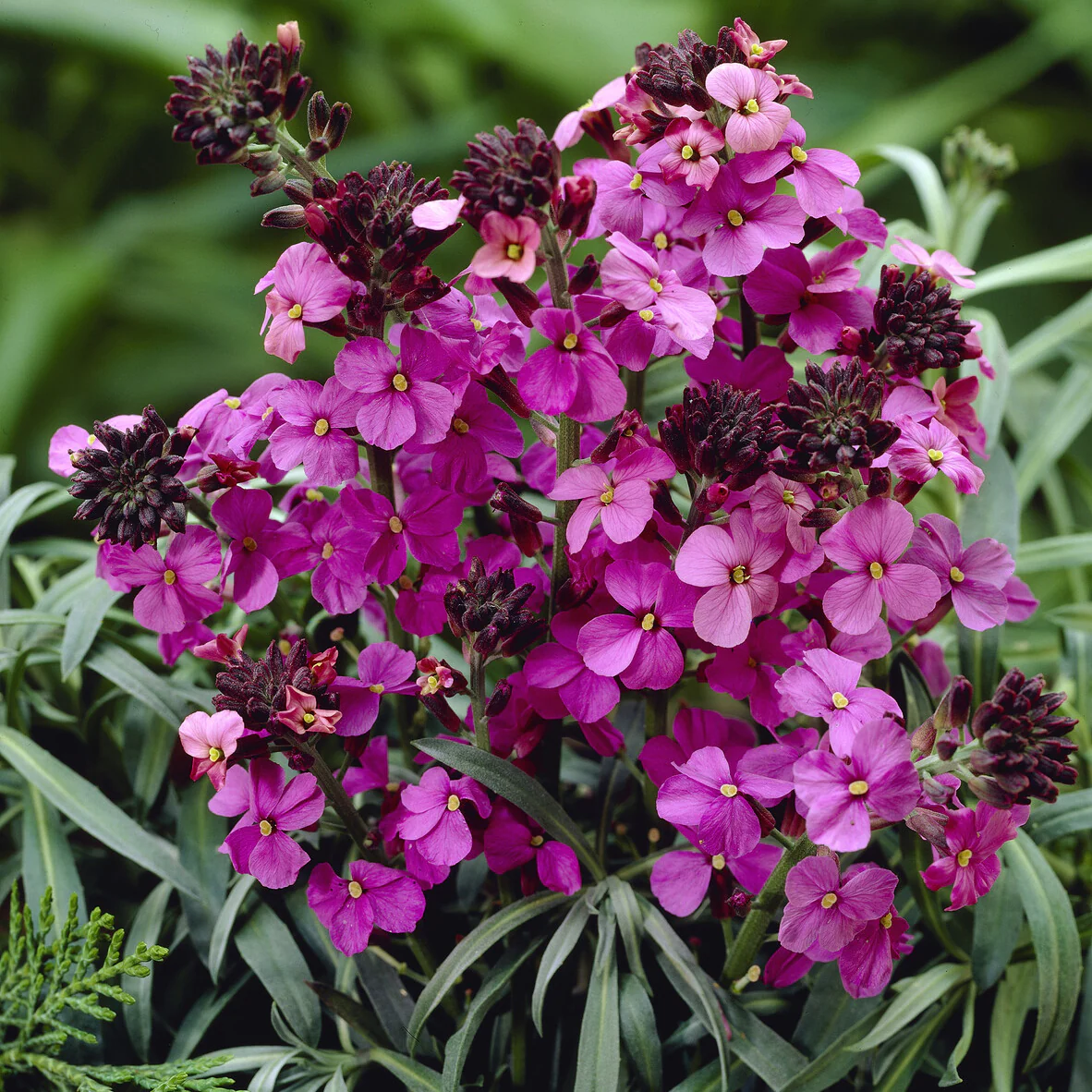 Giroflée arbustive 'Bowles Mauve' - Image 2