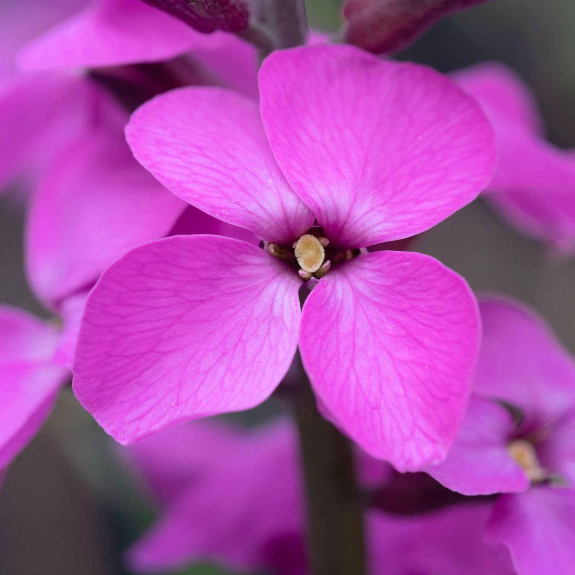 Giroflée arbustive 'Bowles Mauve' - Image 3