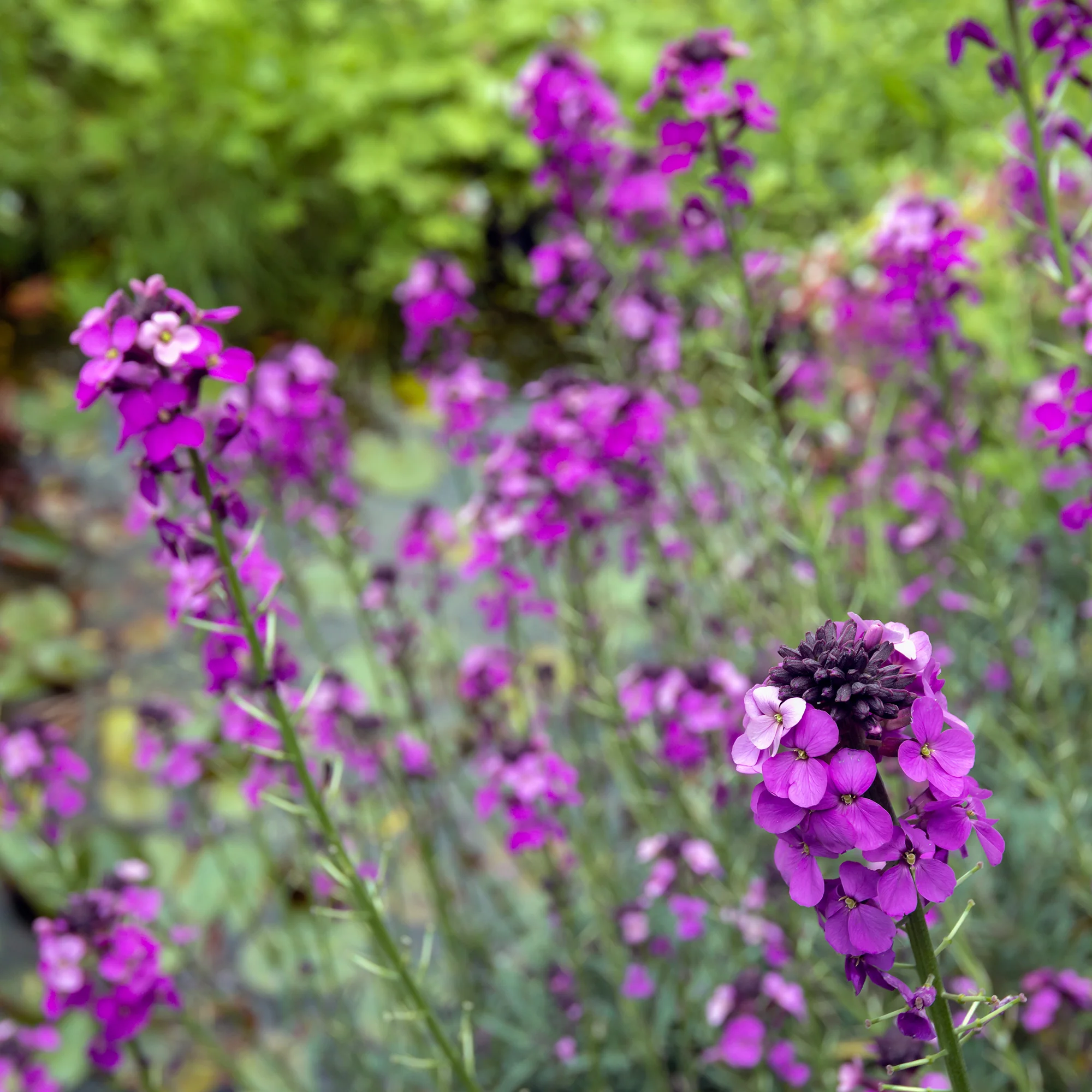 Giroflée arbustive 'Bowles Mauve' - Image 4