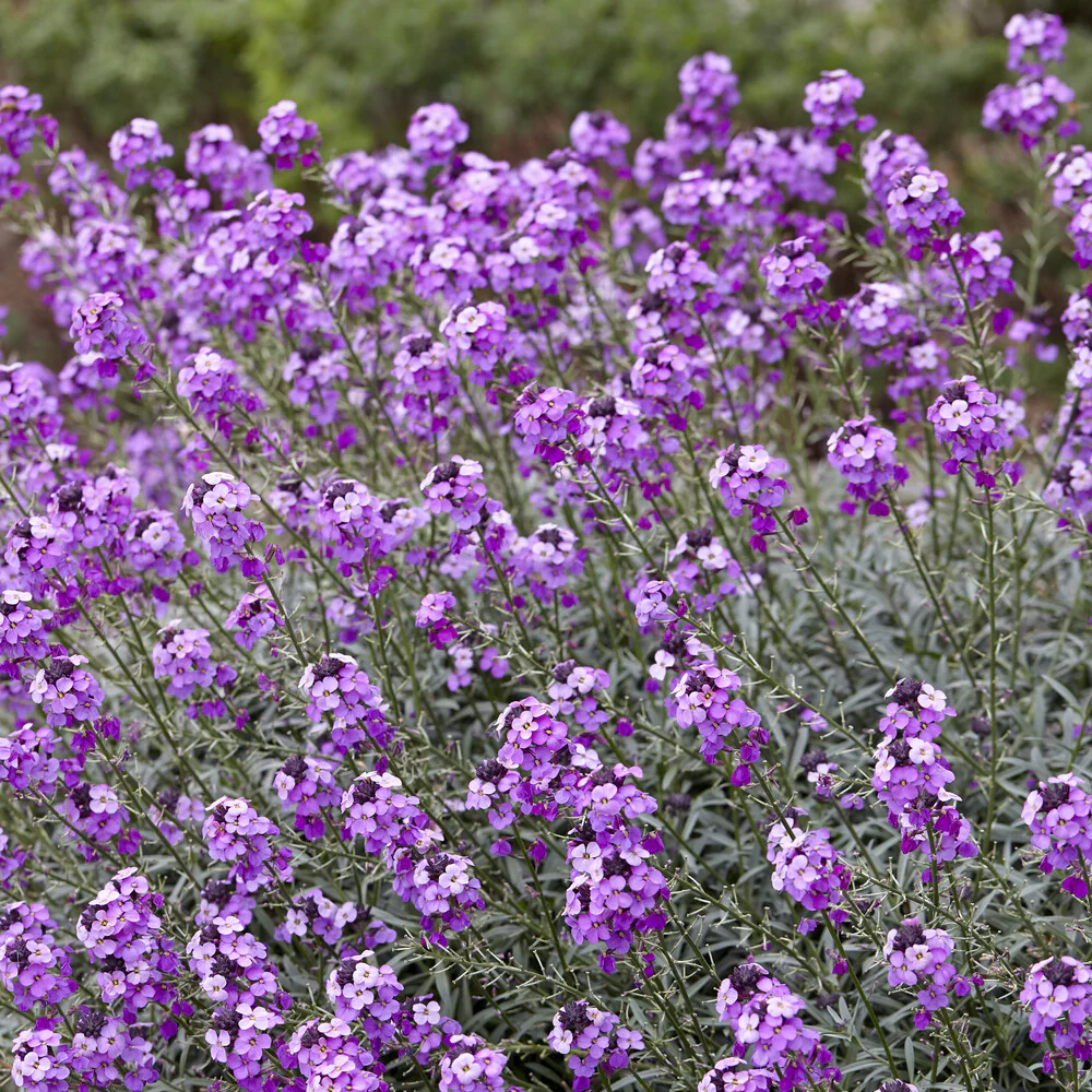 Giroflée arbustive 'Bowles Mauve' - Image 7