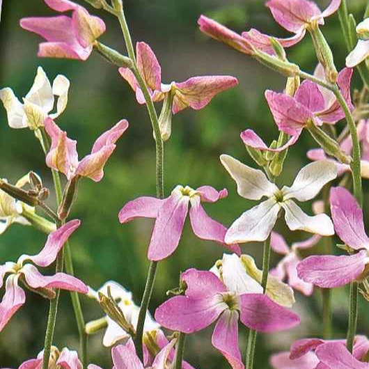 Giroflée du soir Scentsation en mélange