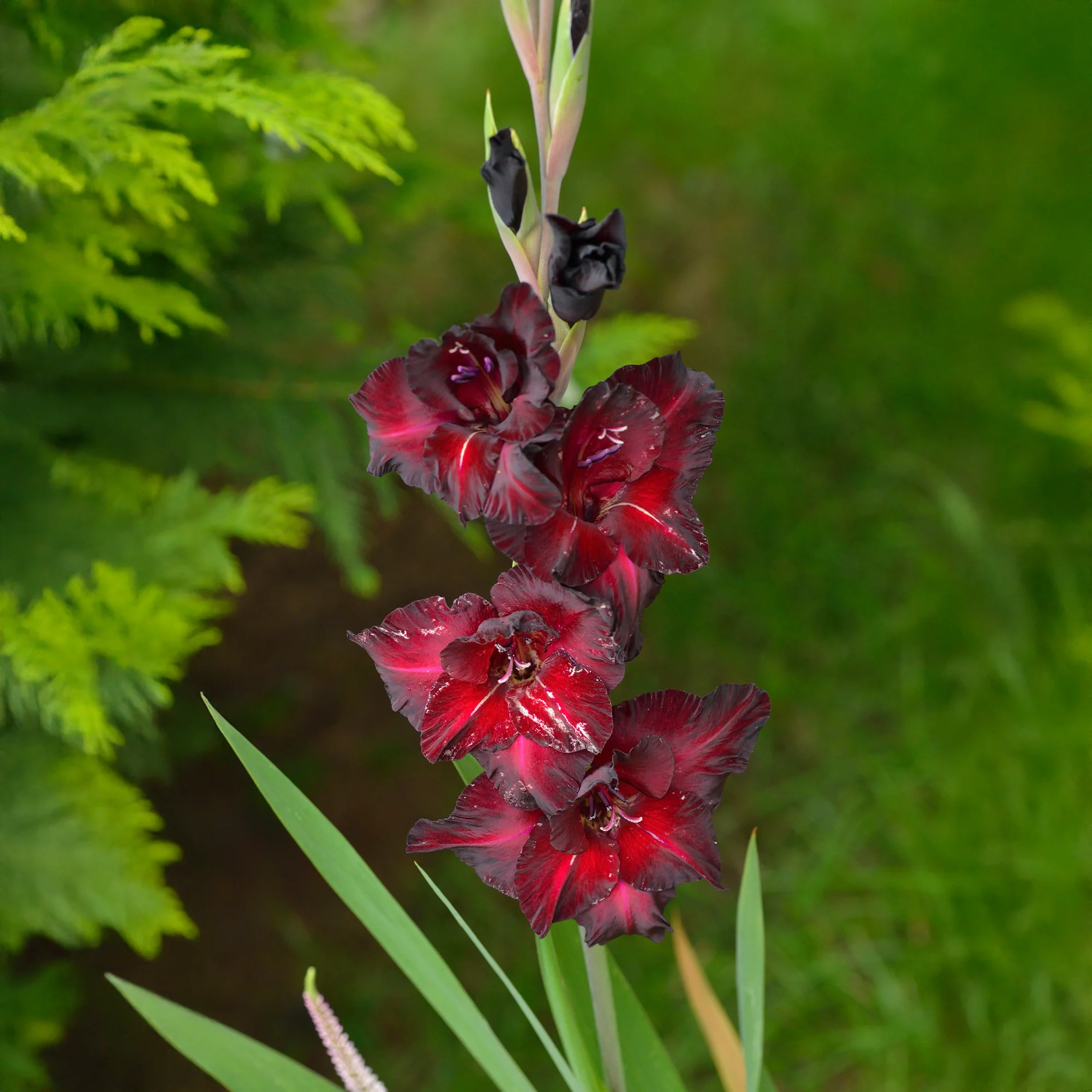 25 Glaïeuls Black Surprise - Image 2