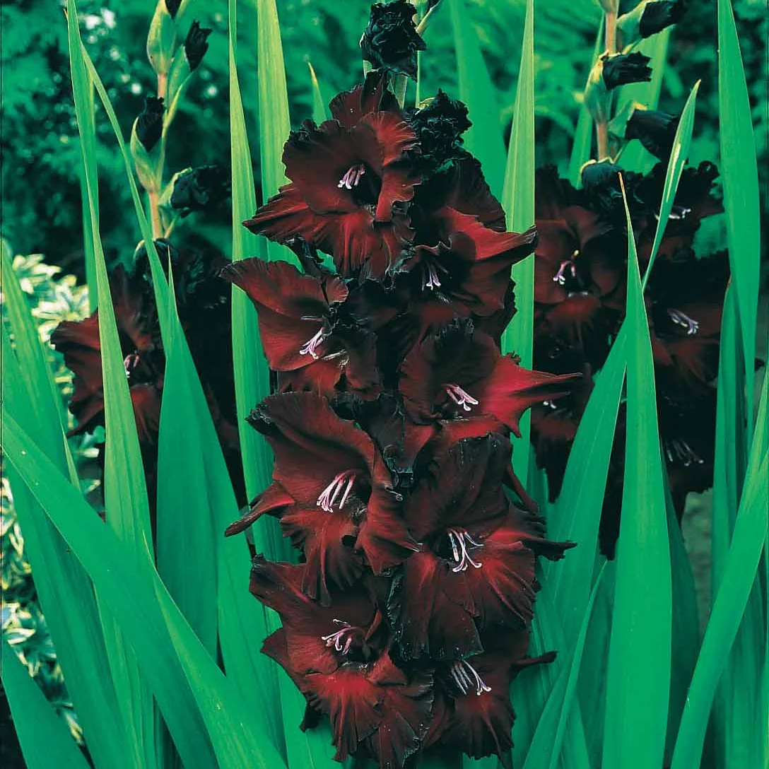 Collection de 50 Glaïeuls - Image 7