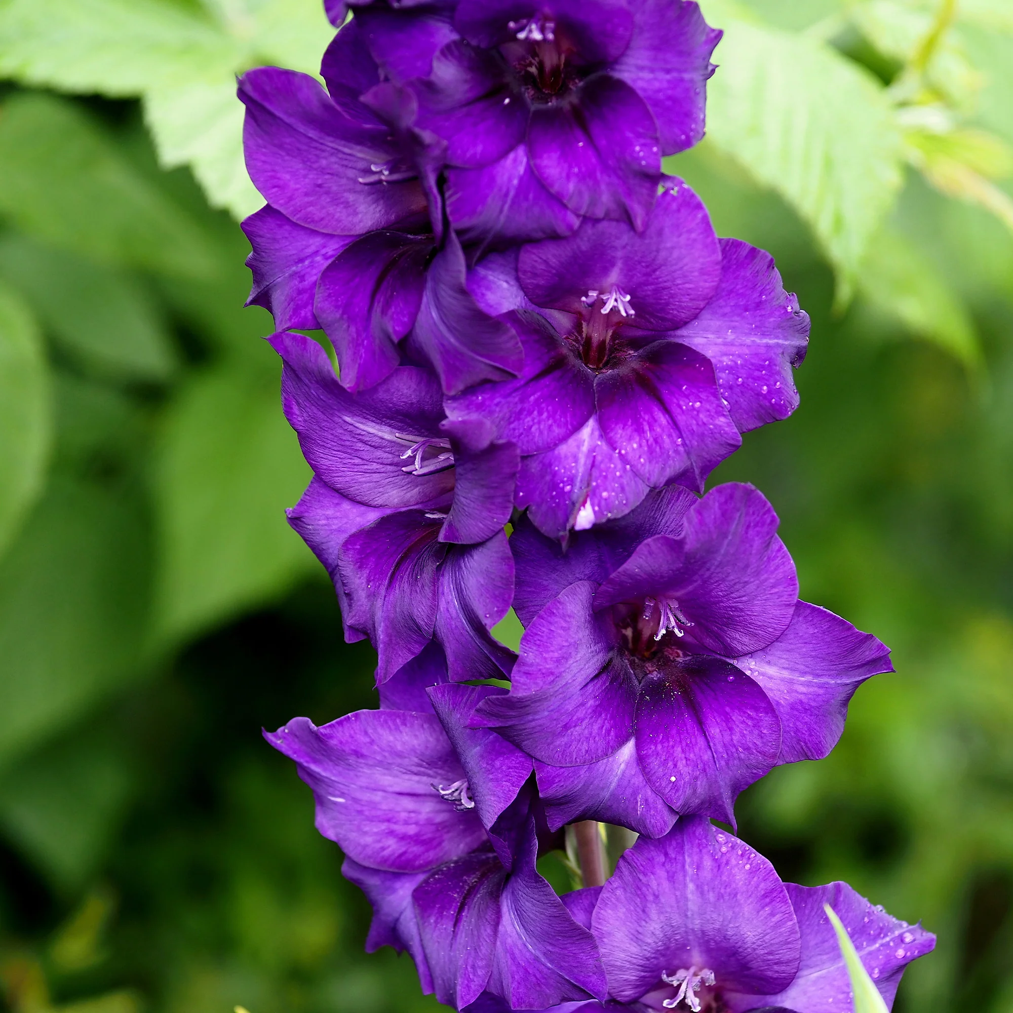 Glaïeul Purple Flora - Image 2