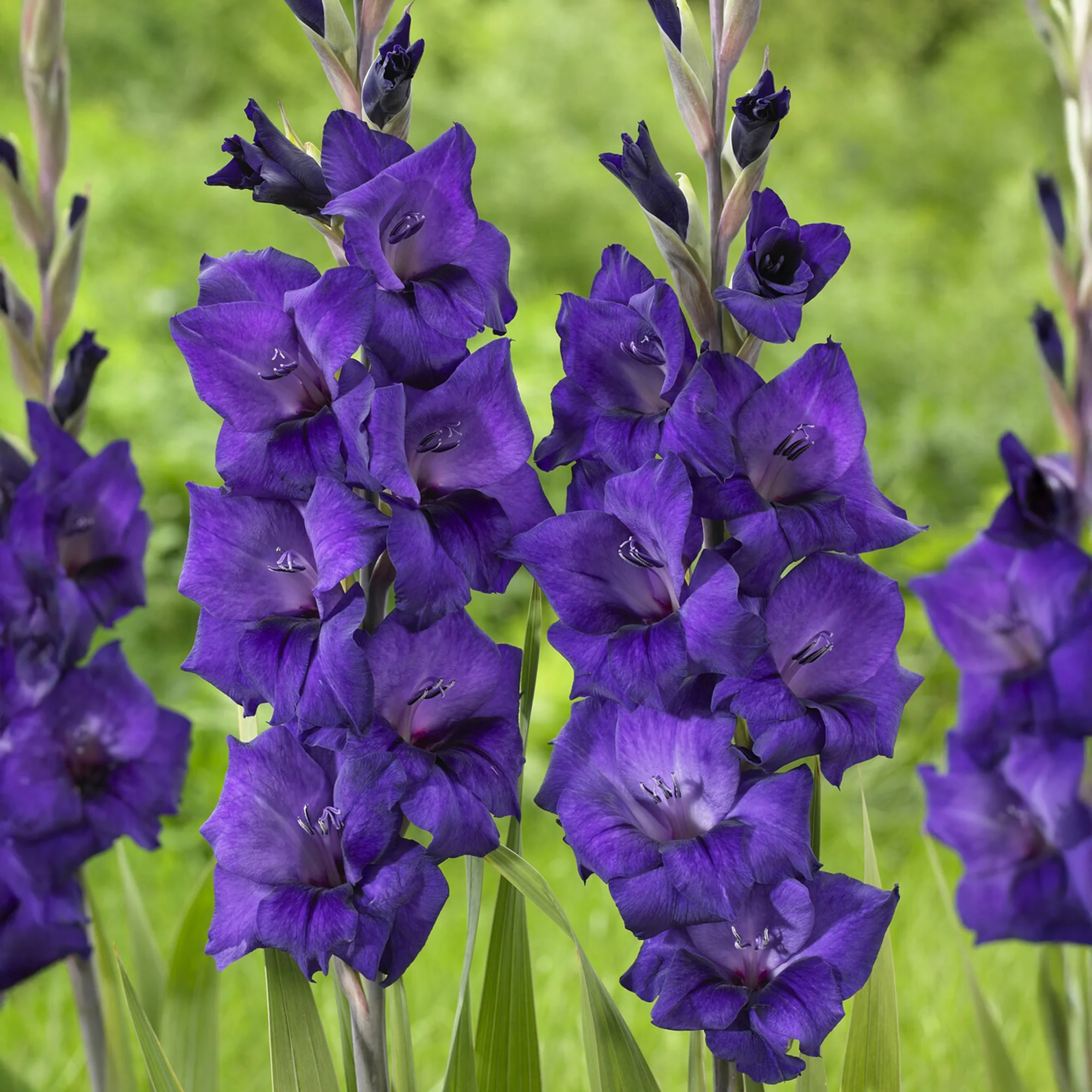 Glaïeul Purple Flora - Image 3