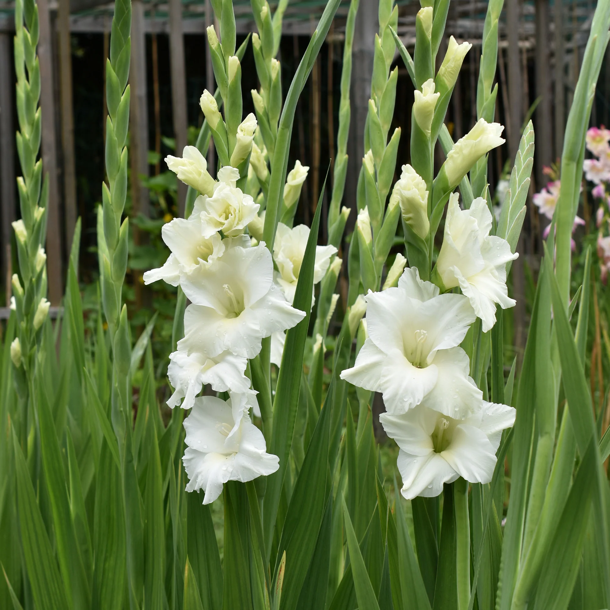 25 Glaïeuls White Prosperity