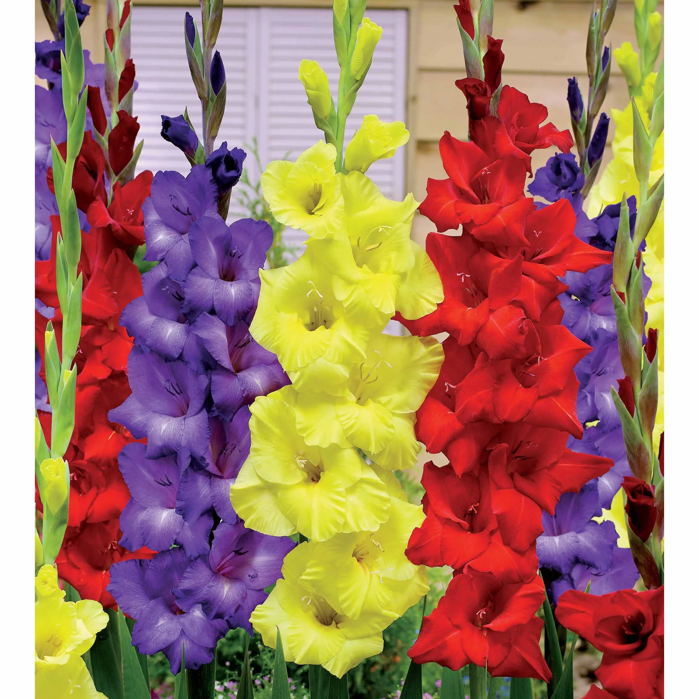 30 Glaïeuls assortis en mélange