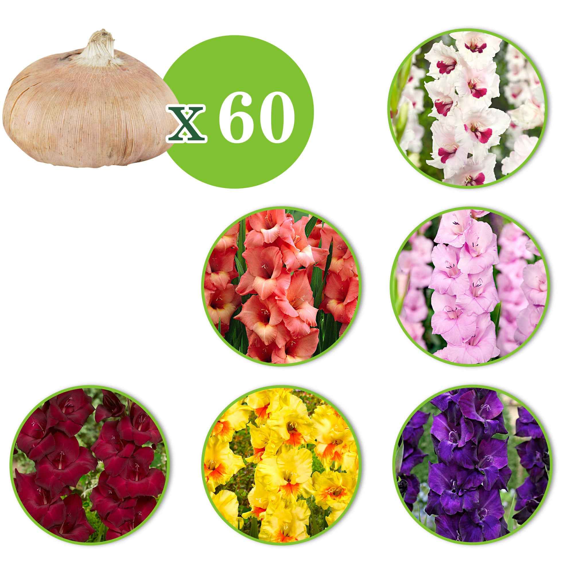60 Glaïeuls en mélange - Image 3