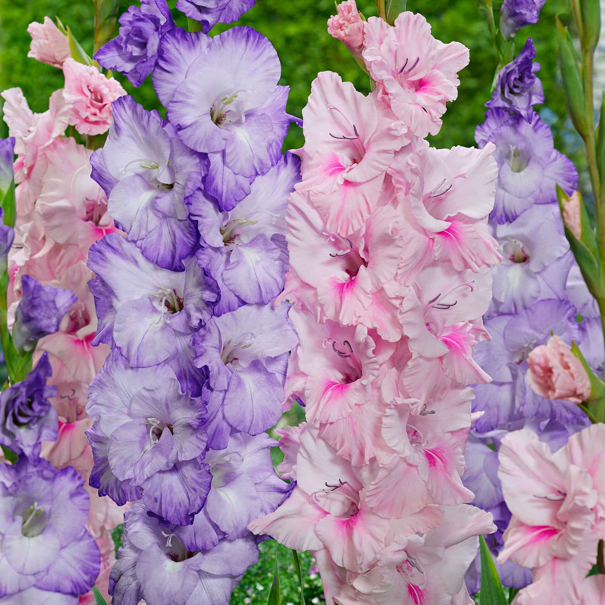 20 Glaïeuls Sweet Pastel Beauty en mélange