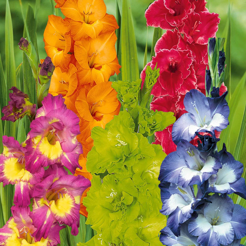 50 Glaïeuls pour un jardin multicolore en mélange