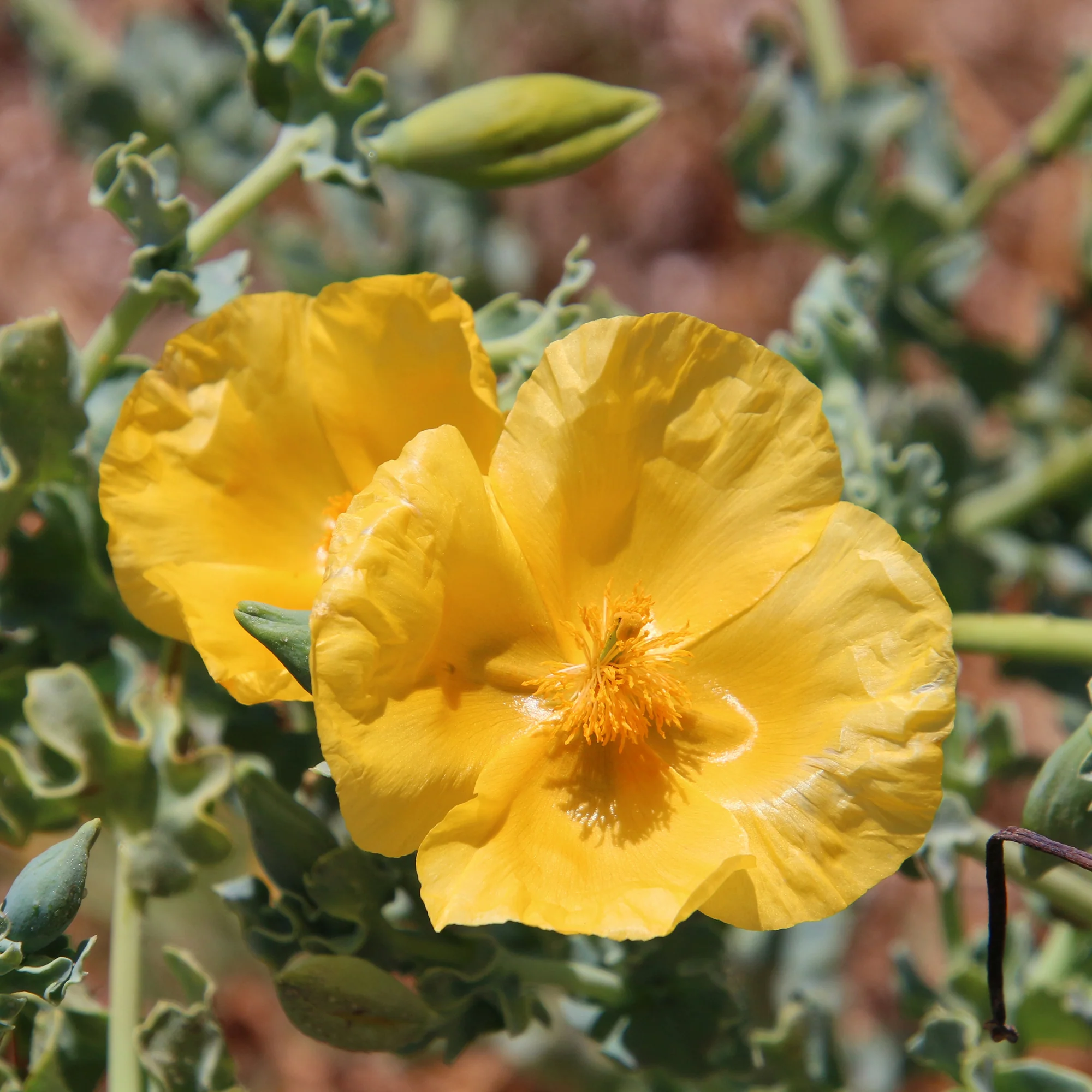 Glaucium flavum - Image 5