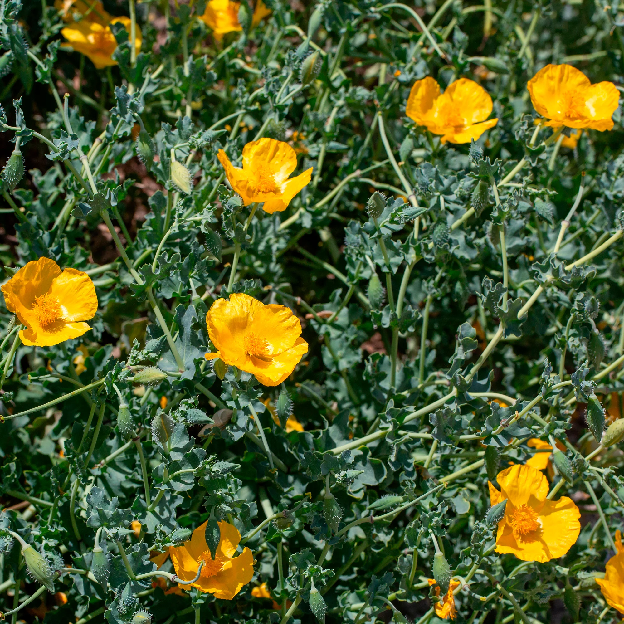 Glaucium flavum - Image 7