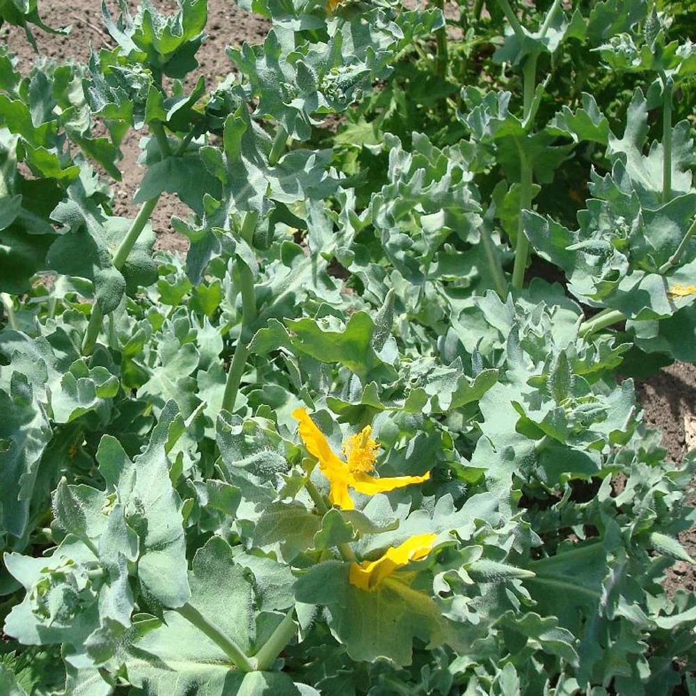 Glaucium flavum - Image 9