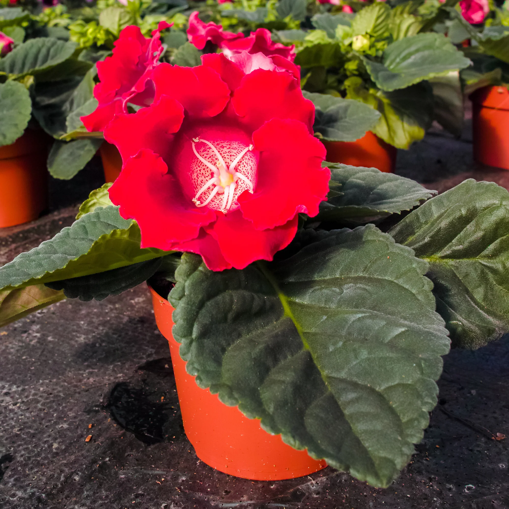 Gloxinia Etoile de feu