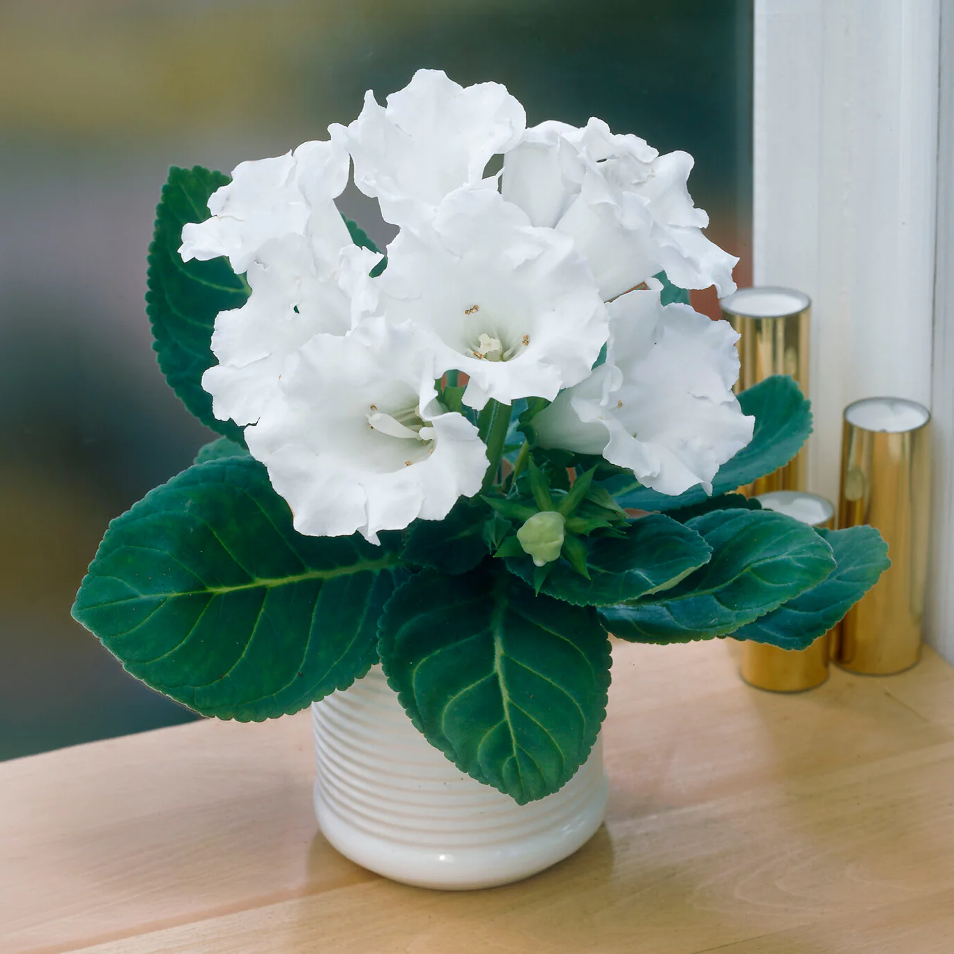 Gloxinia Mont Blanc - Image 2