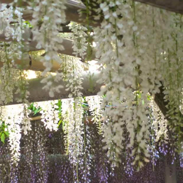 Glycine blanche sur tige - Image 2