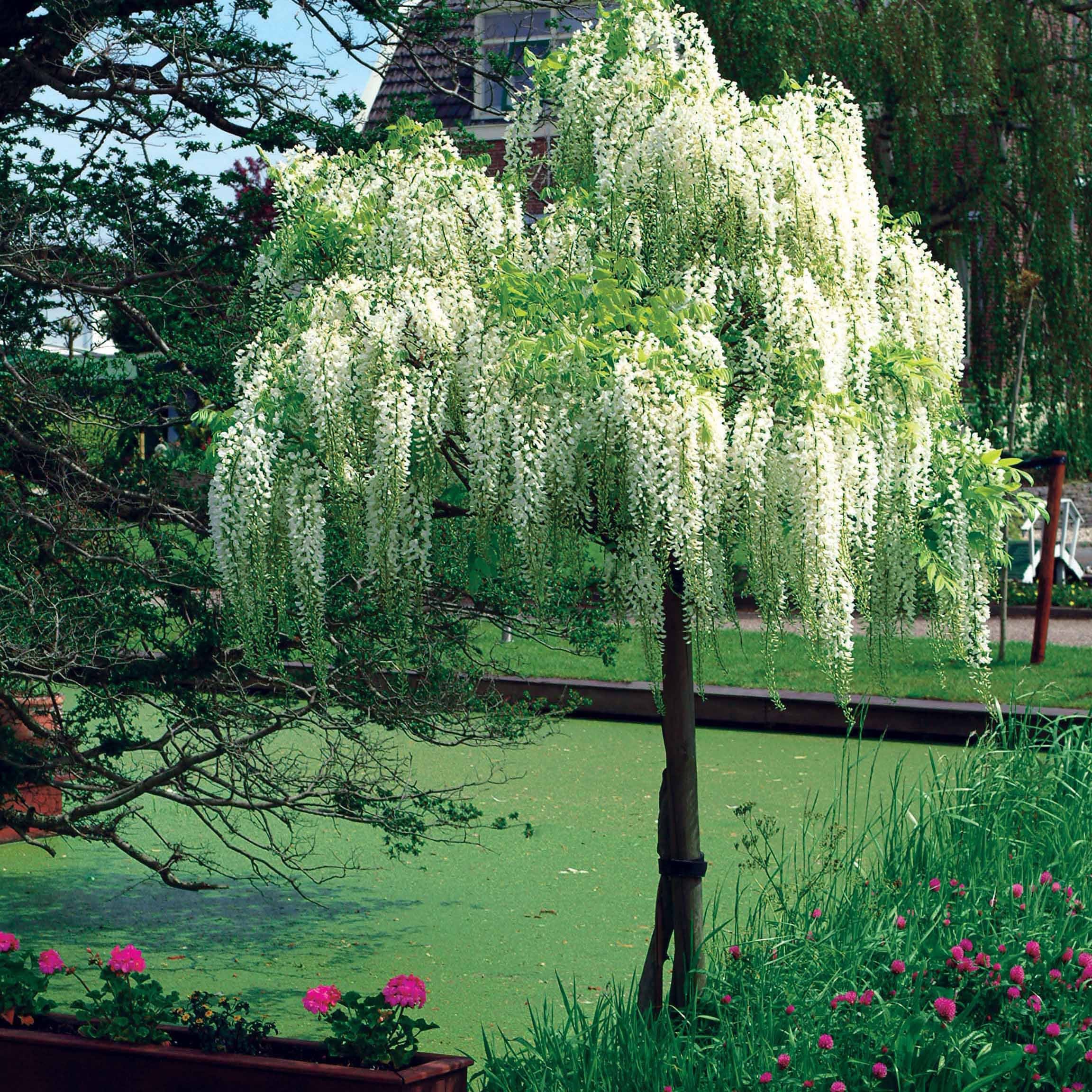 Glycine blanche sur tige - Image 7